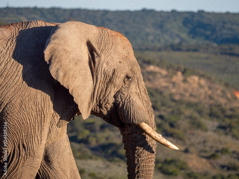 African bush elephant (Loxodonta africana), or African savanna elephant. Eastern Cape. South Africa