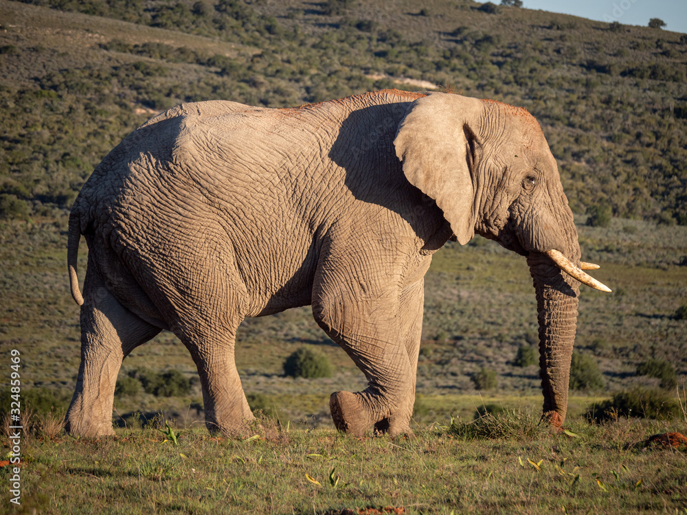 非洲丛林象（Loxodonta africana），或非洲稀树草原象。东开普省。南非