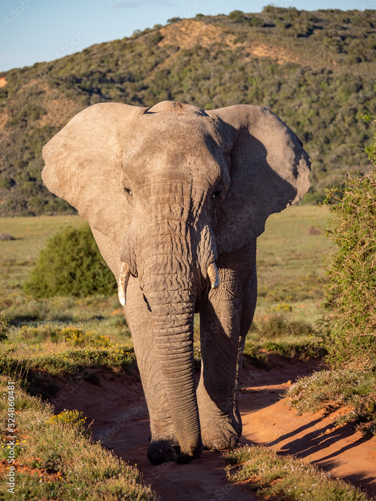 非洲丛林象（Loxodonta africana），或非洲稀树草原象。东开普省。南非