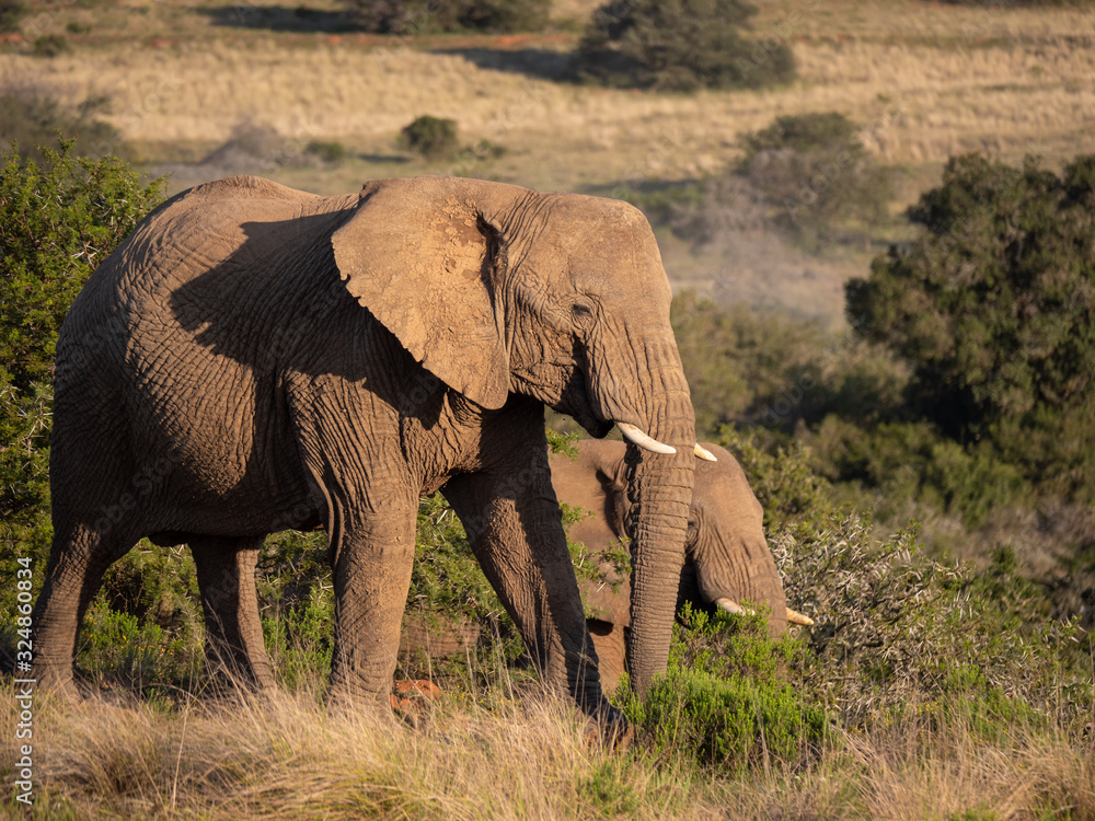 African bush elephant (Loxodonta africana), or African savanna elephant. Eastern Cape. South Africa