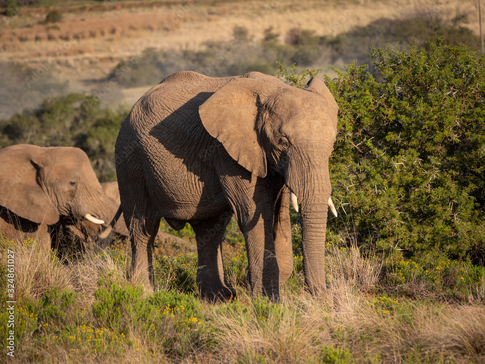 非洲丛林象（Loxodonta africana），或非洲稀树草原象。东开普省。南非