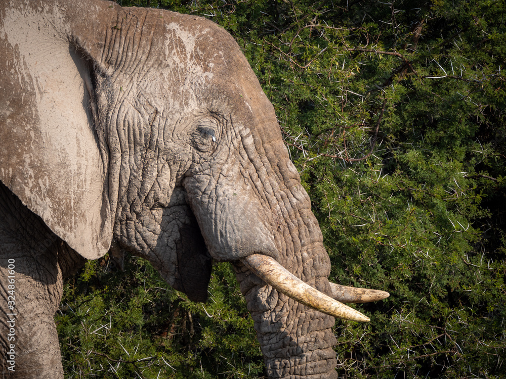 African bush elephant (Loxodonta africana), or African savanna elephant. Eastern Cape. South Africa