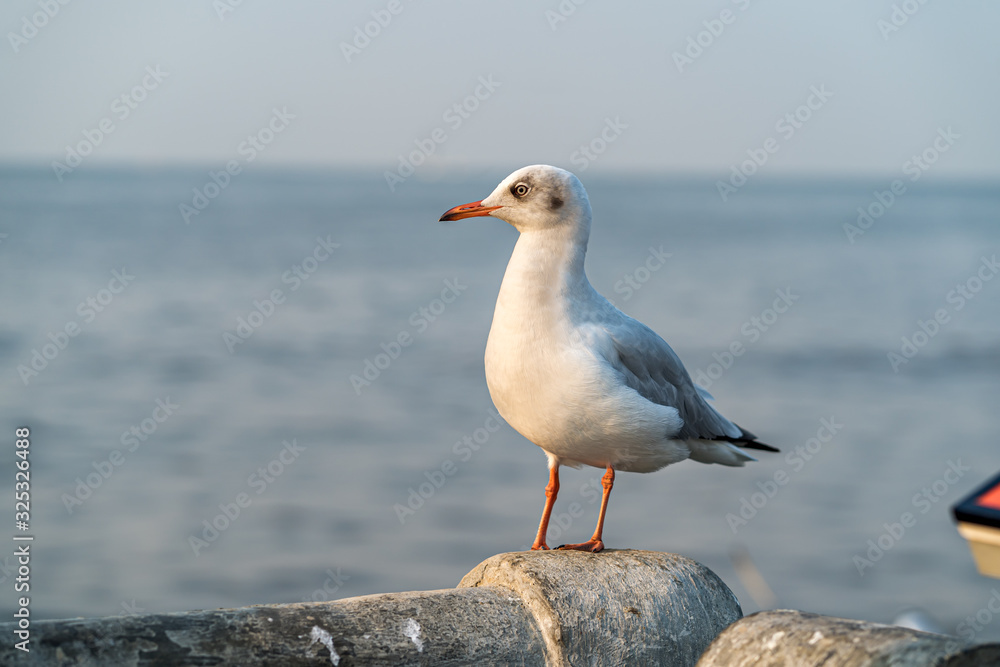 海滩上的海鸥