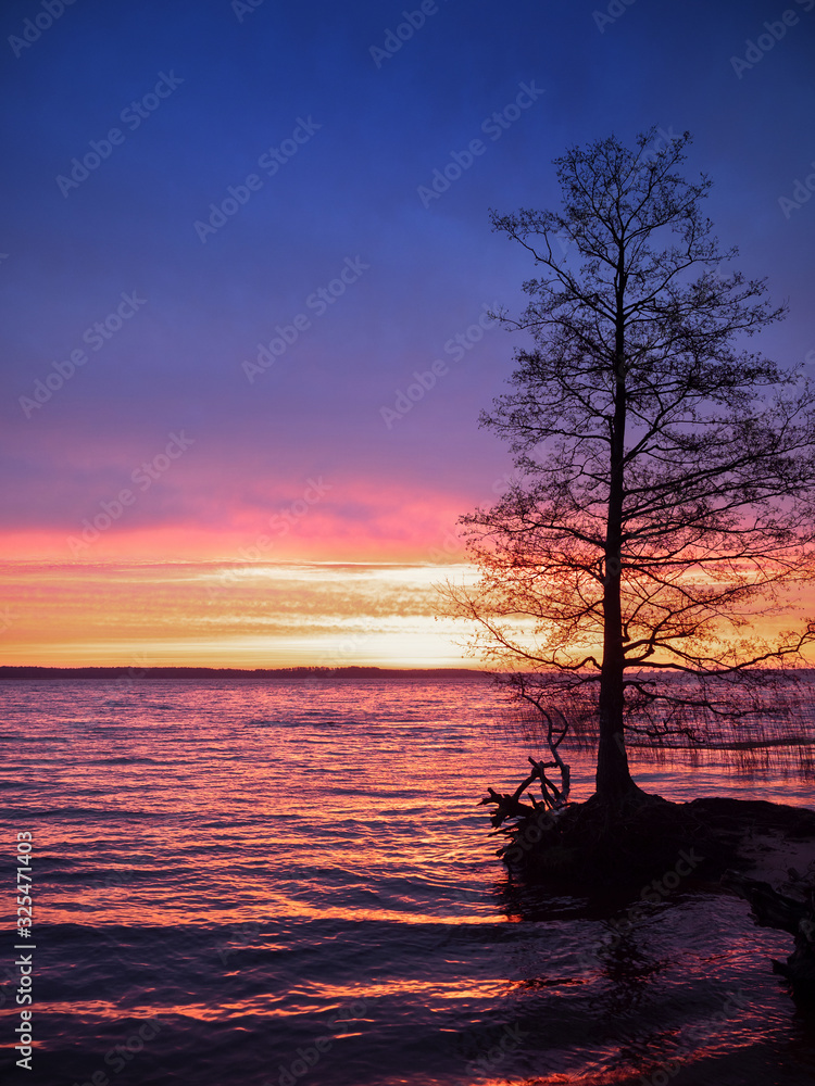 Enchanting sunrise on the lake with a tree silhouette