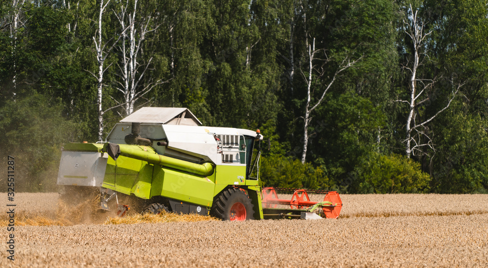 Combine harvester in action on wheat field. Process of gathering ripe crop from the fields. Agricult