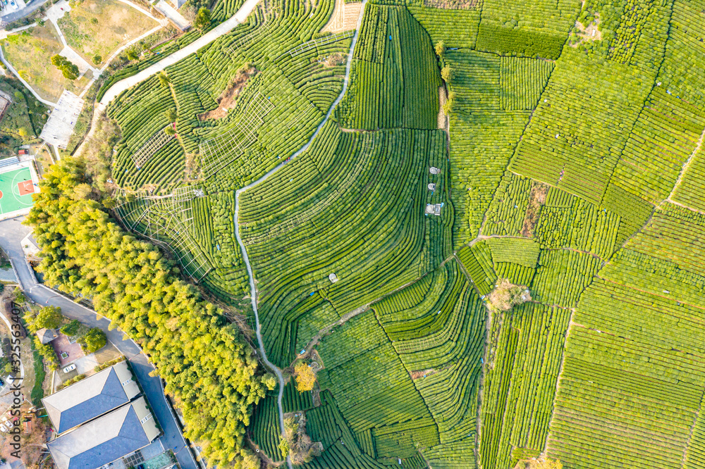 绿茶种植园鸟瞰图