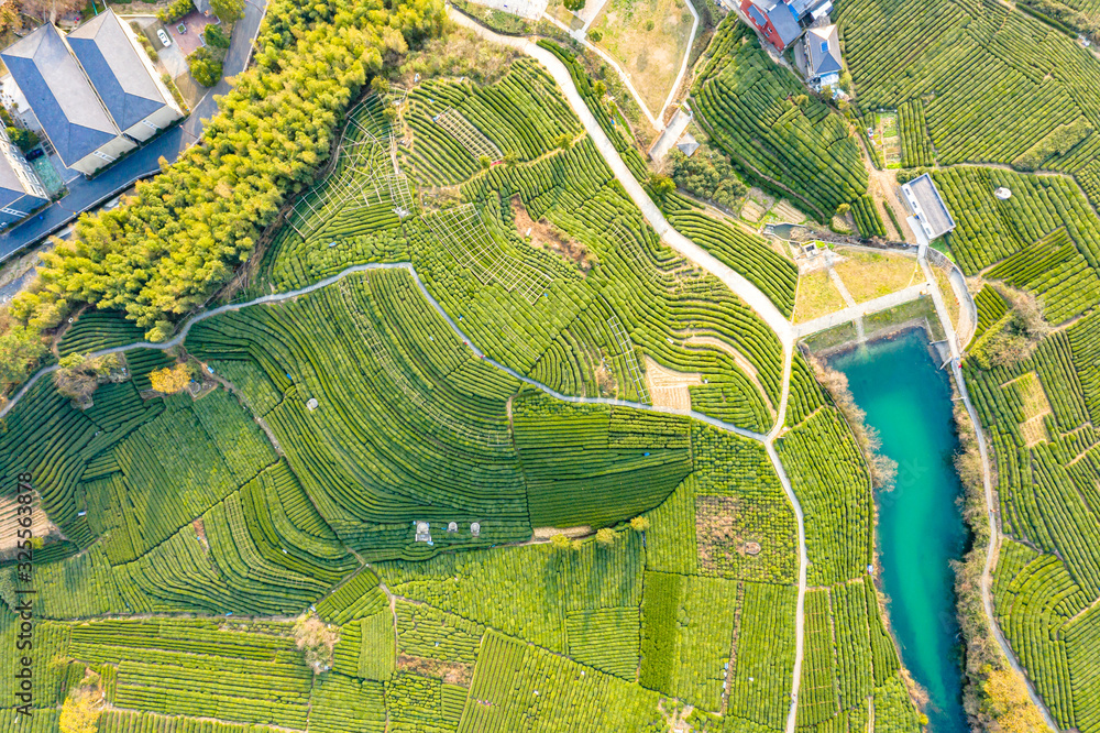 绿茶种植园鸟瞰图