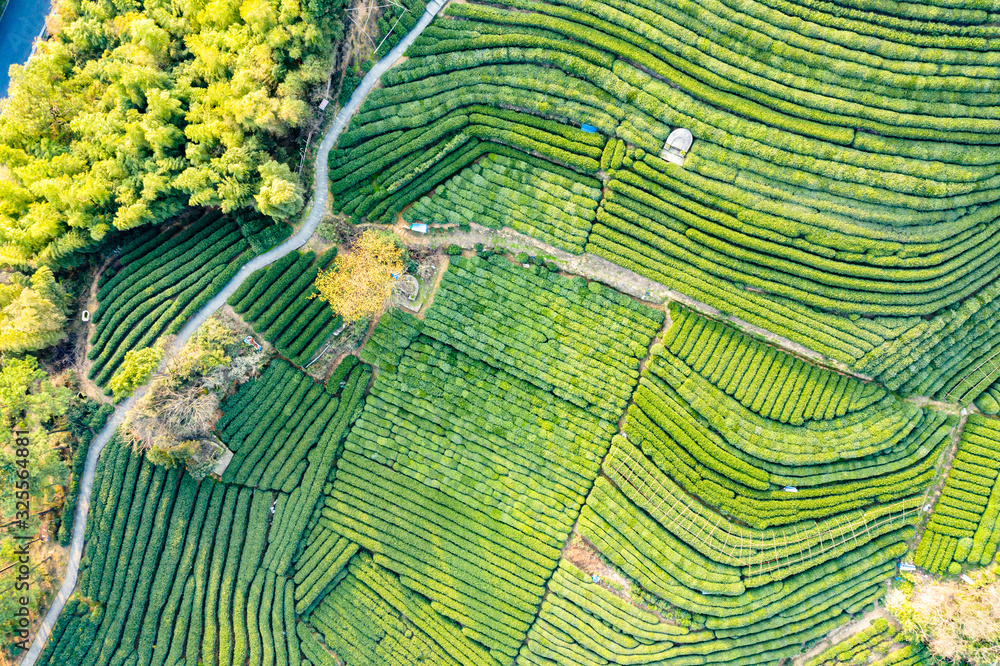 Aerial view shot of green tea plantation