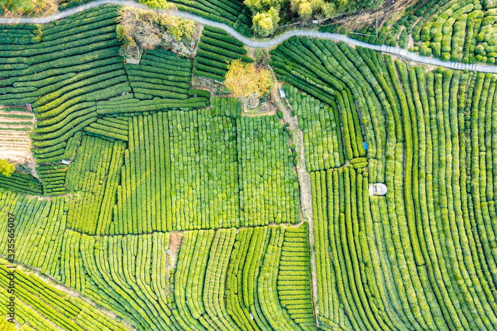 绿茶种植园鸟瞰图