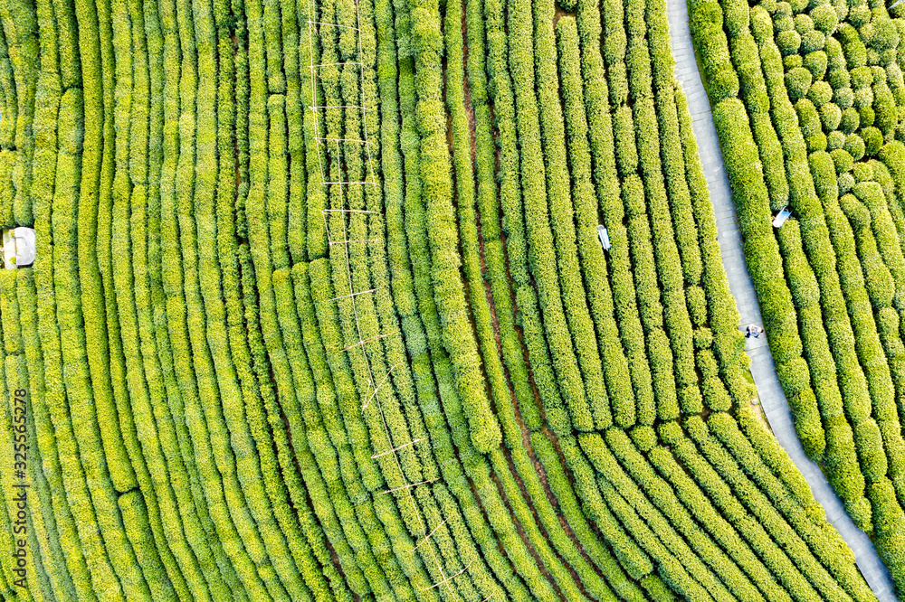 绿茶种植园鸟瞰图