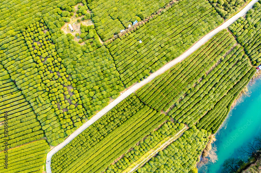 绿茶种植园鸟瞰图