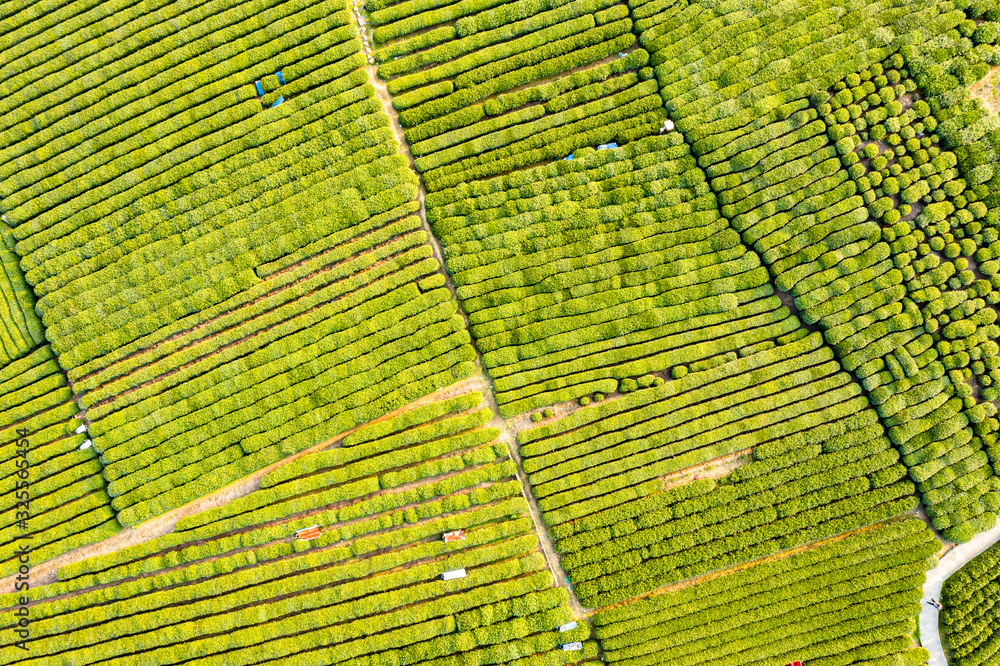 Aerial view shot of green tea plantation