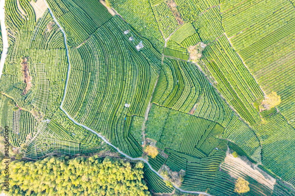 tea plantation