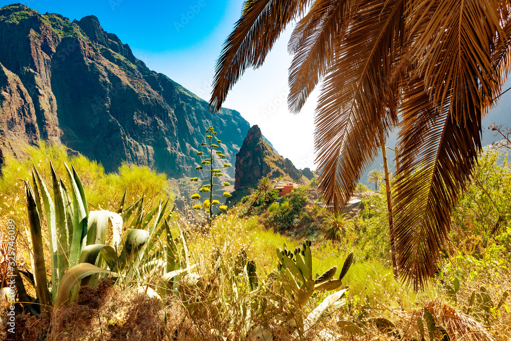 Masca valley.Canary island.Tenerife.Spain.Scenic mountain landscape.Cactus,vegetation and sunset pan