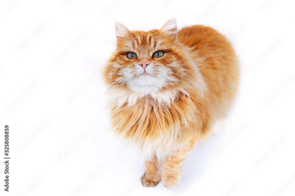 beautiful ginger cat with arrows on her eyes on a white background