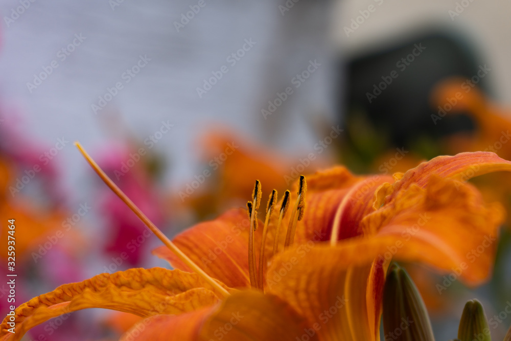 Close up of an orange fire lily in the garden