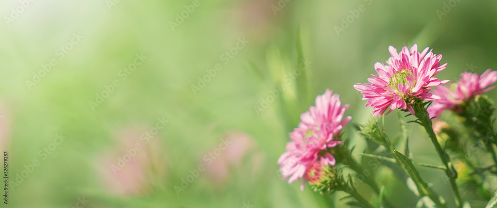 绿色背景上的粉红色花朵