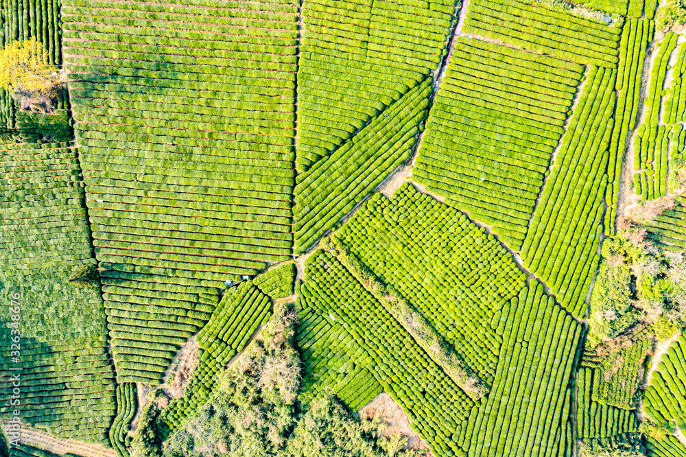 Aerial view shot of green tea plantation