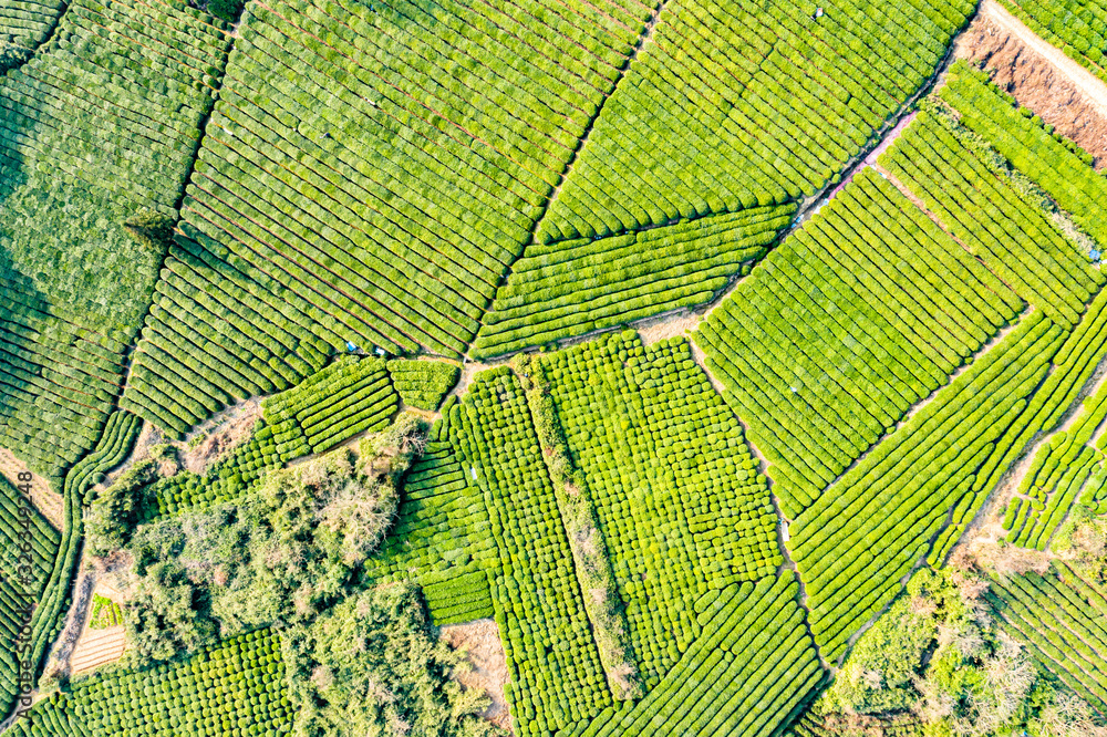 Aerial view shot of green tea plantation