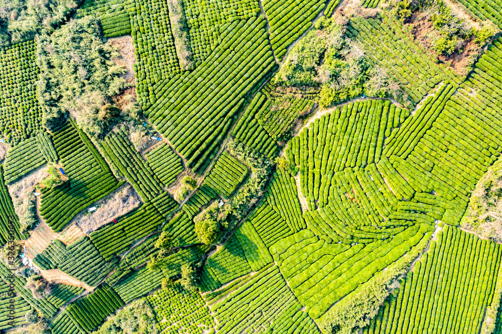 Aerial view shot of green tea plantation