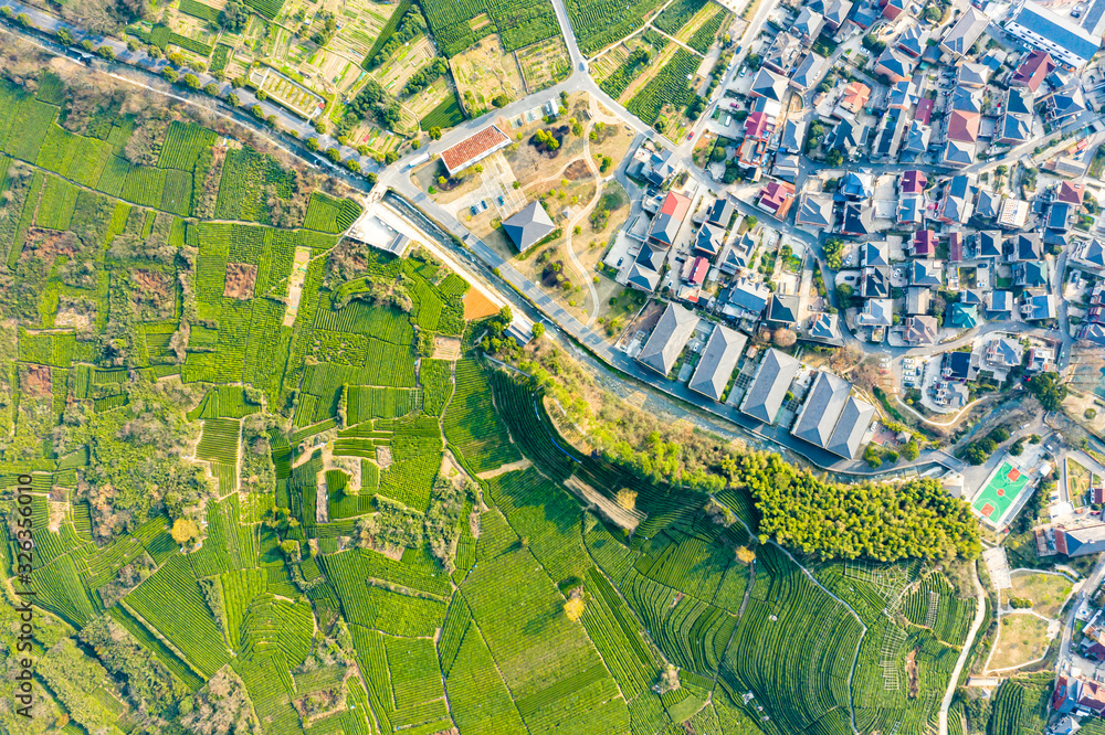 Aerial view shot of green tea plantation