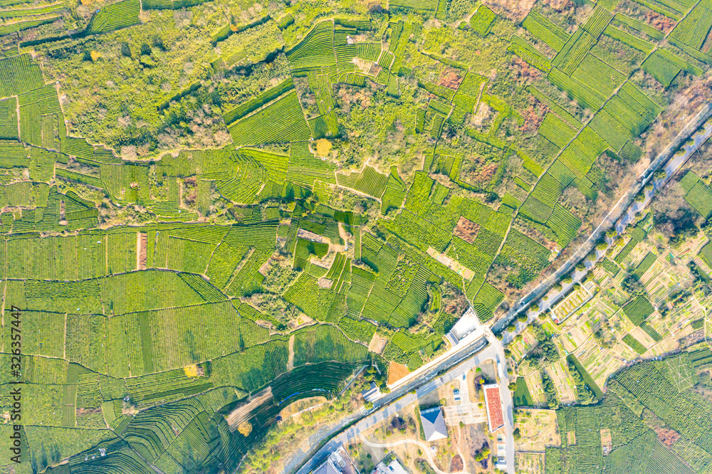 Aerial view shot of green tea plantation