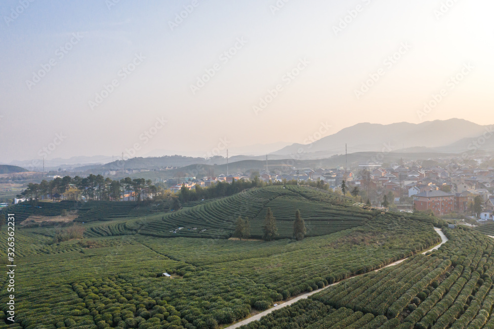 绿茶种植园鸟瞰图