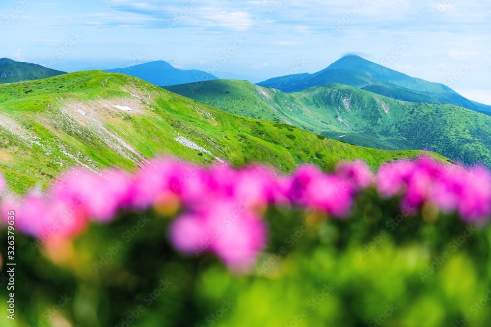 夏天，杜鹃花覆盖了山脉和草地。紫色的日出光在前方闪耀