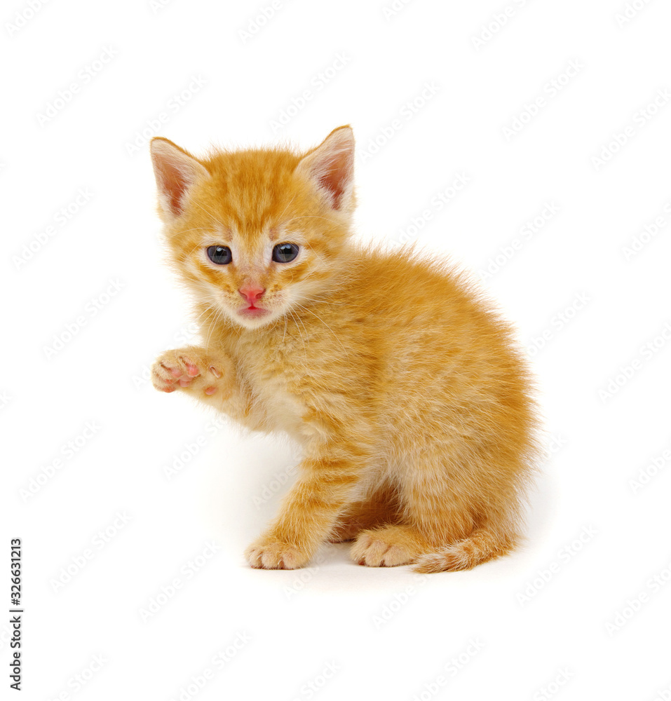 Small red kitten on a white