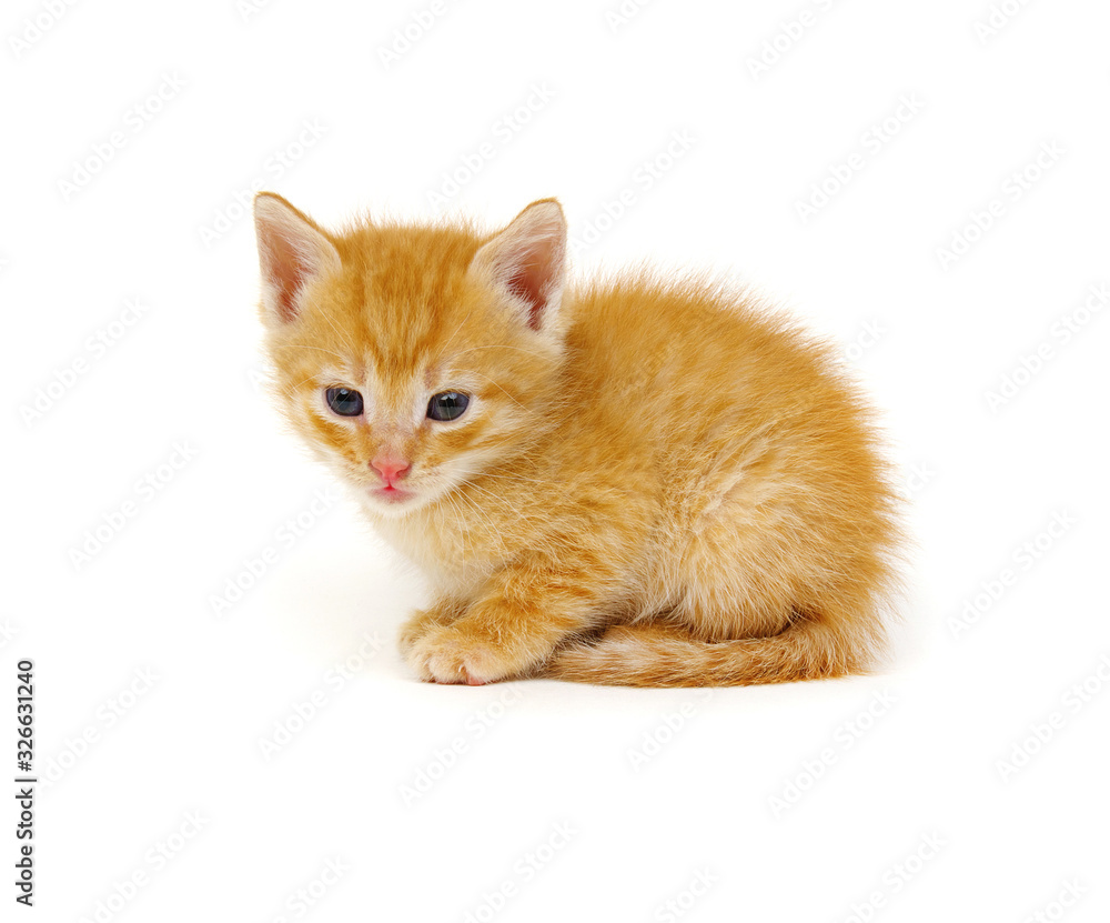 Red kitten isolated on a white