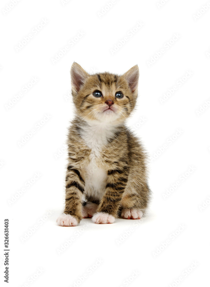 Funny striped kitten sitting on white