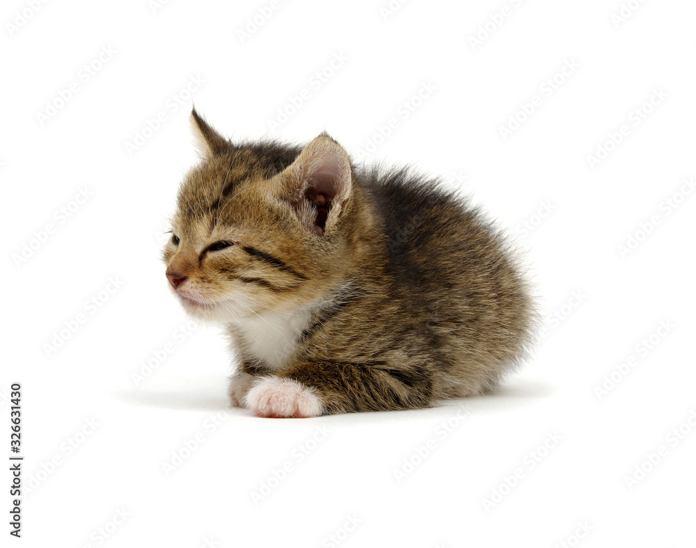 Little beautiful funny kitten on white