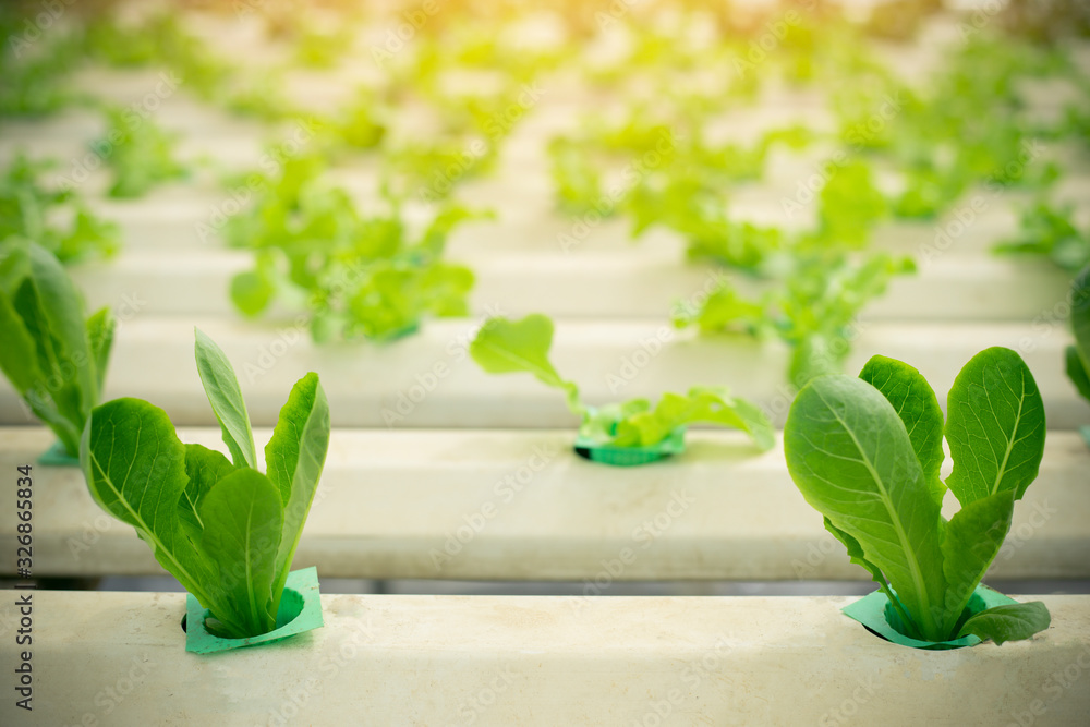 有机水培蔬菜、Green Cos生菜、沙拉种植园水培农场（现代温室）