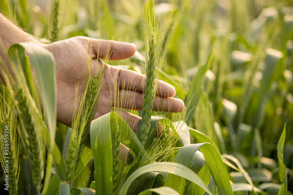 beautiful green wheat barley with farmer hand on back wallpaper background