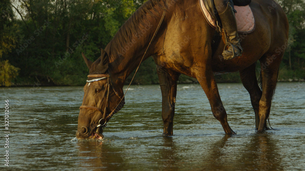 CLOSE UP: Thirsty horse drinking refreshing cold water from riverbed