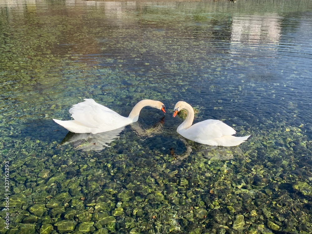 湖面上的天鹅