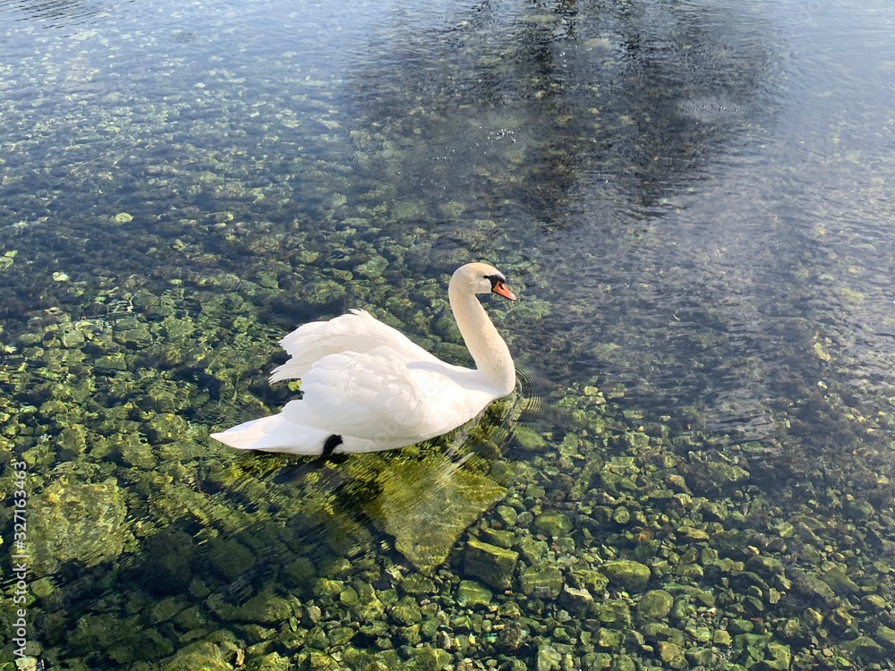 湖面上的天鹅