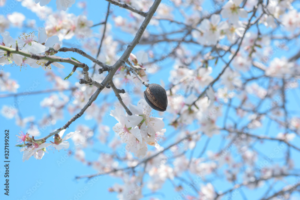 Almond nut and blossoming almond tree branches over bright blue sky, selective focus