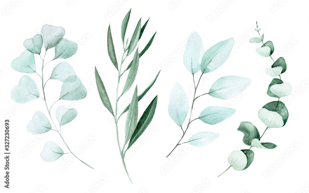 stock illustration watercolor drawing eucalyptus and olive leaves. set of eucalyptus branches and le