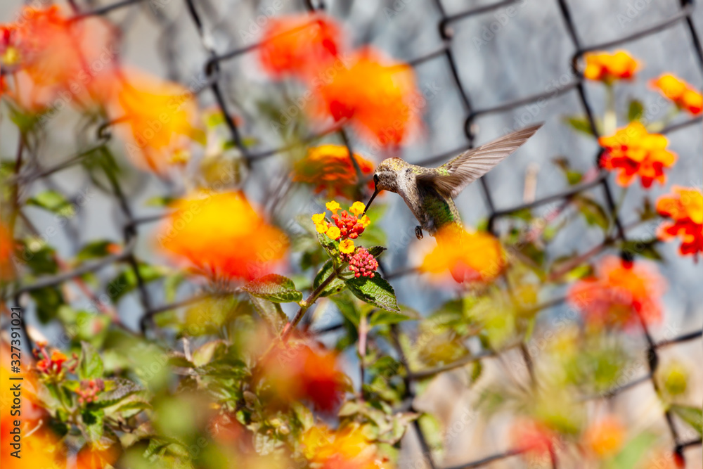 Colibri hummingbird tiny little bird on the red flower close-up fly with open wings