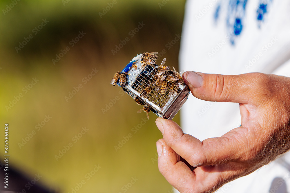 Beekeeper works with bees and beehives in the apiary. Beekeeping concept.