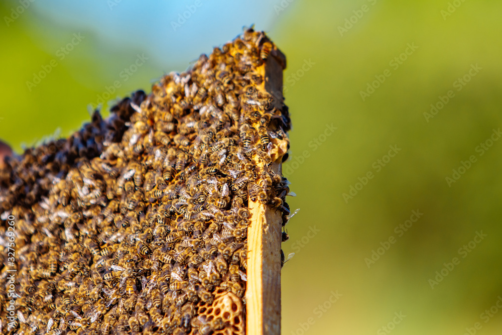 Working bees on honeycomb. Frames of a bee hive. Apiculture