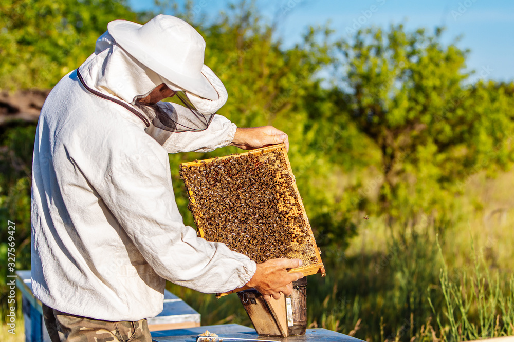 Beekeeper is working with bees and beehives on the apiary. Bees on honeycombs