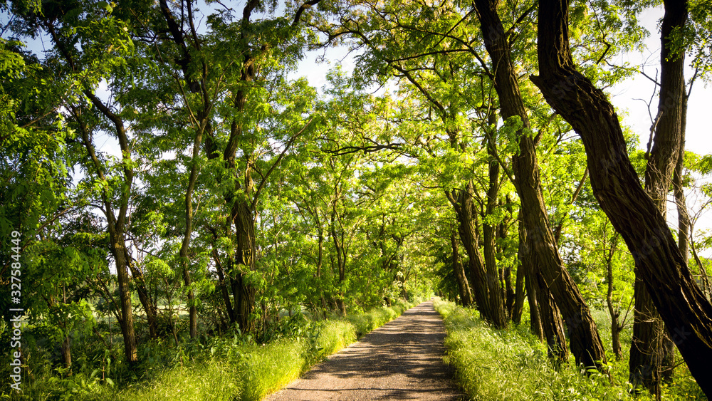 绿树成荫的乡村公路