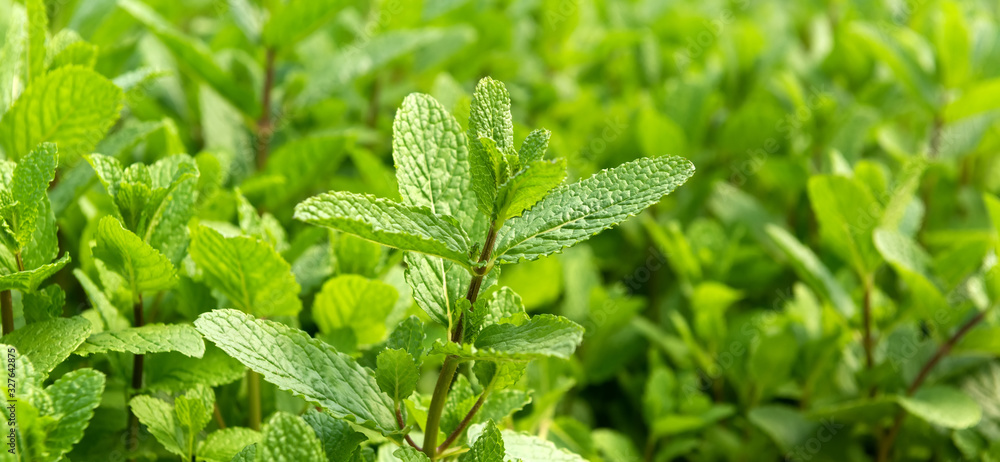 薄荷植物生长在菜园里。新鲜的天然有机产品