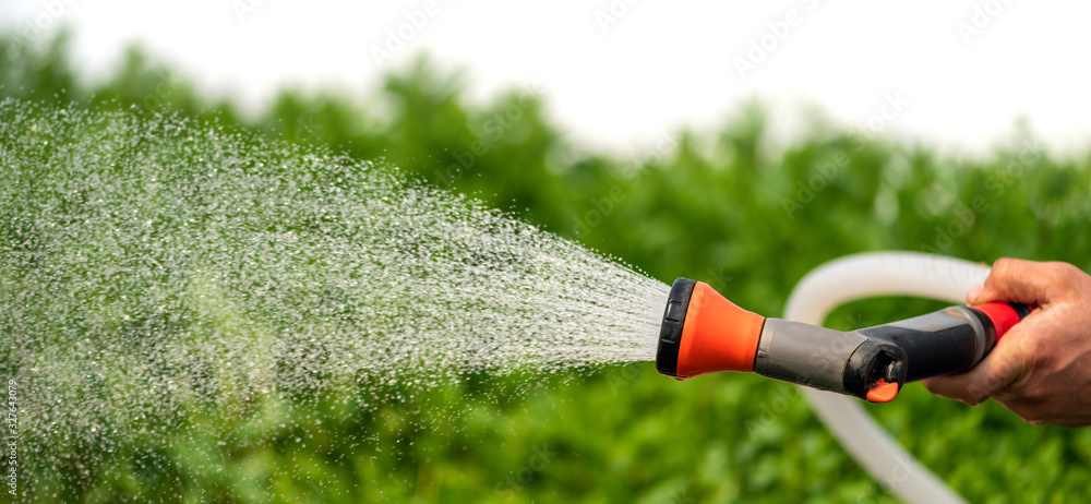 Watering plant in greenhouse garden