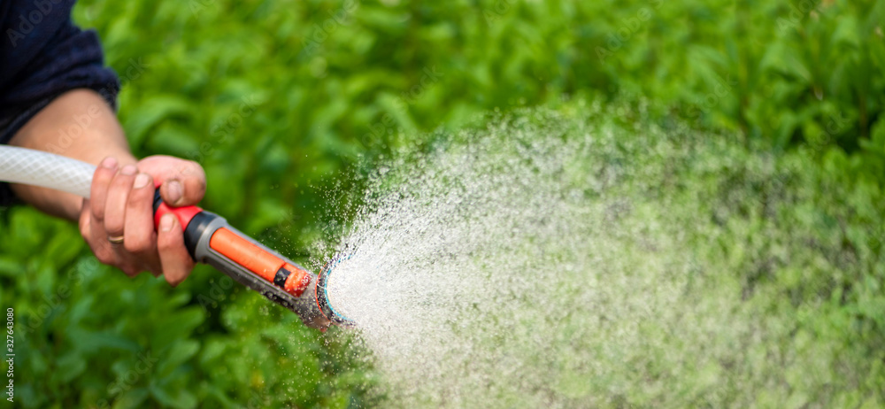 Watering plant in greenhouse garden