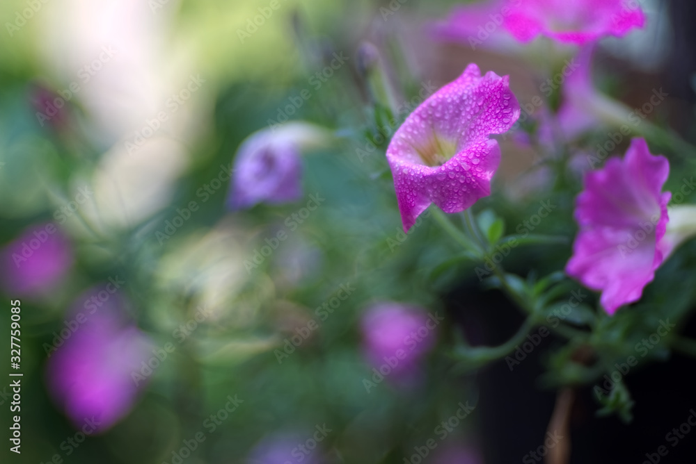 Dense droplets on pink petal with blur background