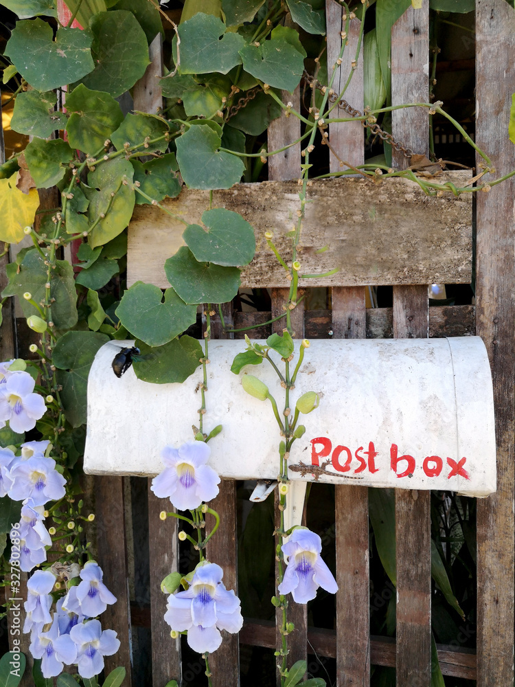 Blue trumpet vine in the fence With a white post box