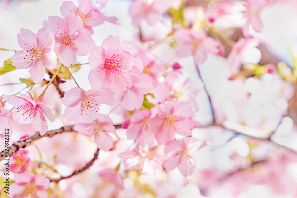 満開の桜の花と新緑の葉